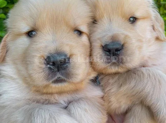 Golden Retriever Dişi Erkek Kaliteli Yavrular görsel