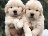Golden Retriever dişi erkek kaliteli yavrular