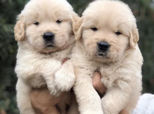 Golden Retriever dişi erkek kaliteli yavrular