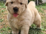 Golden Retriever Dişi Erkek Kaliteli Yavrular