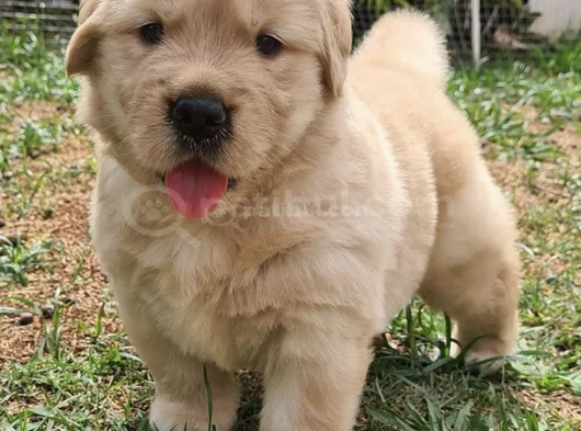 Golden Retriever Dişi Erkek Kaliteli Yavrular görsel