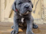 Safkan A Kalite Dişi Erkek Cane Corso Yavrular