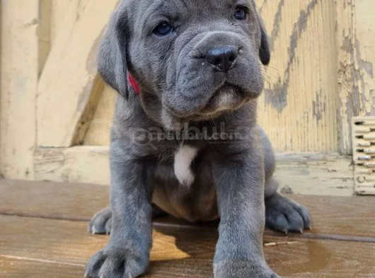 Safkan A Kalite Dişi Erkek Cane Corso Yavrular görsel