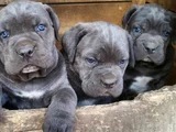 Safkan a kalite dişi erkek cane corso yavrular