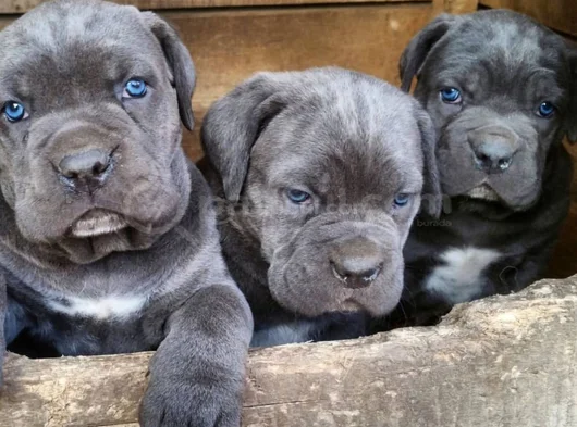 Safkan a kalite dişi erkek cane corso yavrular