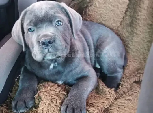 Safkan A Kalite Dişi Erkek Cane Corso Yavrular görsel