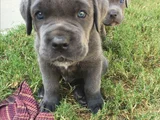 Safkan A Kalite Dişi Erkek Cane Corso Yavrular