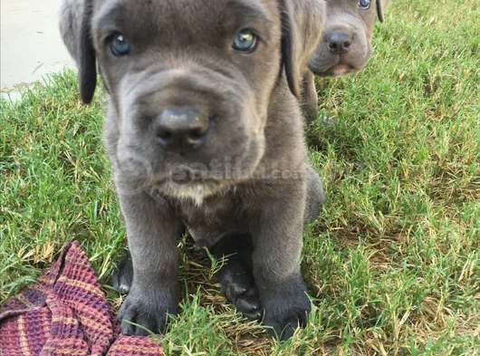 Safkan A Kalite Dişi Erkek Cane Corso Yavrular görsel