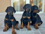Safkan A Kalite Dişi Erkek Doberman Yavrularımız