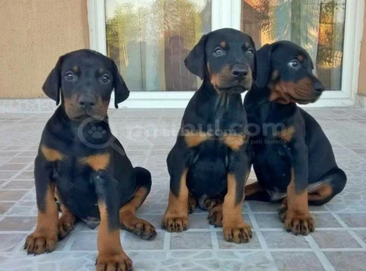 Safkan A Kalite Dişi Erkek Doberman Yavrularımız görsel