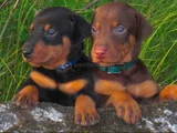 Safkan a kalite dişi erkek doberman yavrularımız