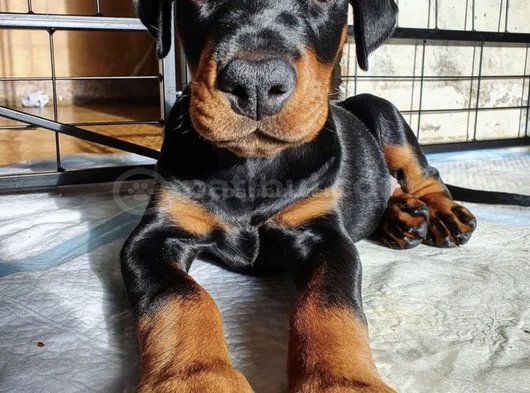 Safkan A Kalite Dişi Erkek Doberman Yavrularımız görsel
