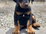 Safkan A Kalite Dişi Erkek Doberman Yavrularımız