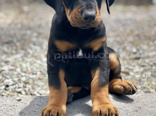 Safkan A Kalite Dişi Erkek Doberman Yavrularımız görsel