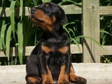 Safkan A Kalite Dişi Erkek Doberman Yavrularımız