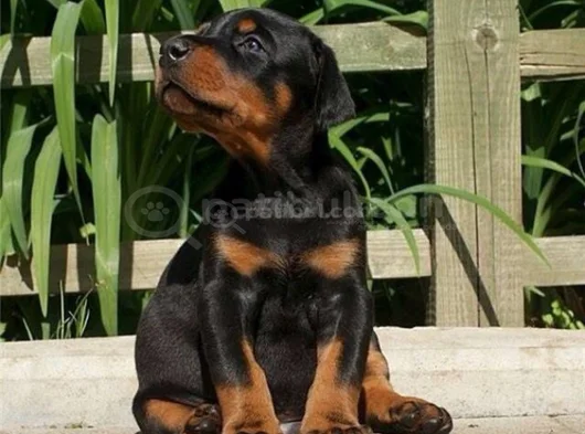 Safkan A Kalite Dişi Erkek Doberman Yavrularımız görsel