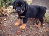 Safkan Dişi Erkek Kaliteli Rottweiler Yavrularımız