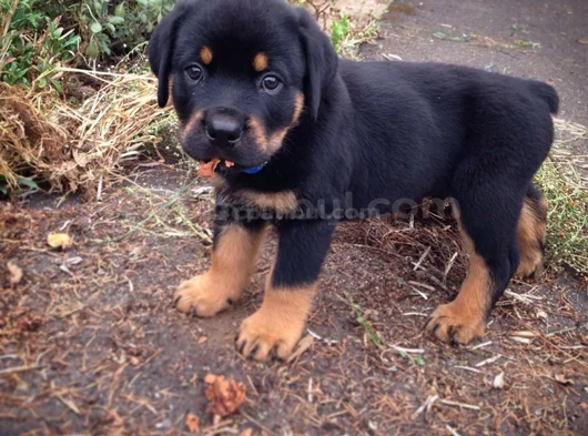 Safkan Dişi Erkek Kaliteli Rottweiler Yavrularımız görsel