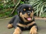 Safkan Dişi Erkek Kaliteli Rottweiler Yavrularımız