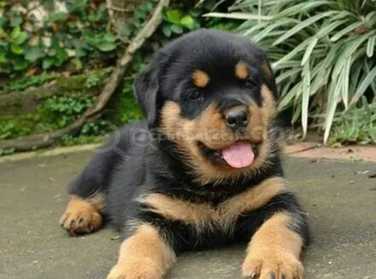 Safkan Dişi Erkek Kaliteli Rottweiler Yavrularımız görsel