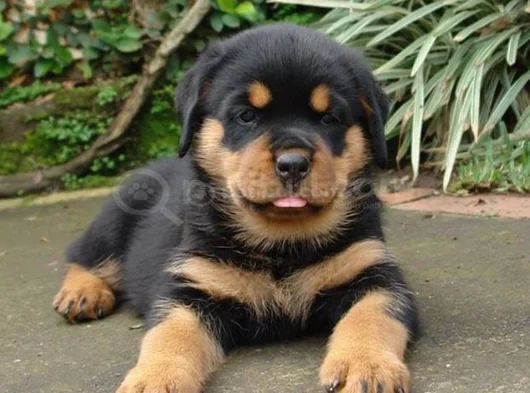 Safkan Dişi Erkek Kaliteli Rottweiler Yavrularımız görsel