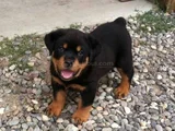 Safkan Dişi Erkek Kaliteli Rottweiler Yavrularımız