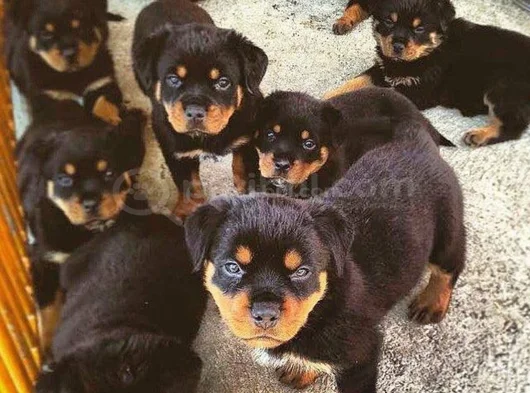 Safkan dişi erkek kaliteli rottweiler yavrularımız
