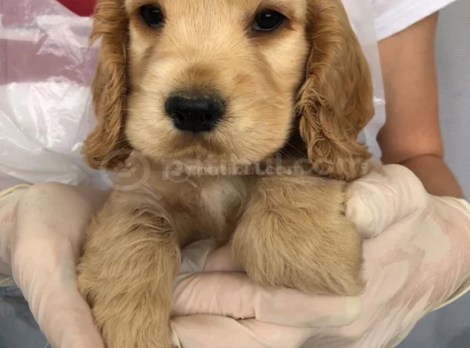 Dişi Erkek Cocker Bebeklerimiz görsel