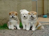 Dişi Erkek Japon Akita Yavrularımız