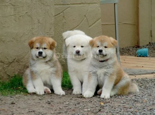 Dişi Erkek Japon Akita Yavrularımız görsel