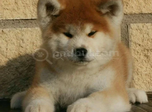 Dişi Erkek Japon Akita Yavrularımız görsel