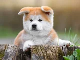 Dişi Erkek Japon Akita Yavrularımız