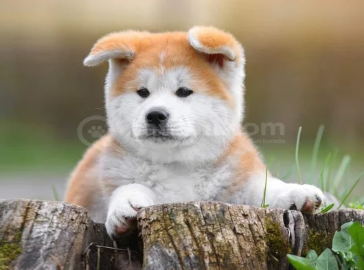 Dişi Erkek Japon Akita Yavrularımız görsel