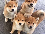Dişi erkek japon akita yavrularımız