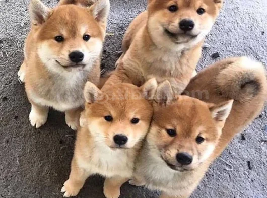 Dişi erkek japon akita yavrularımız