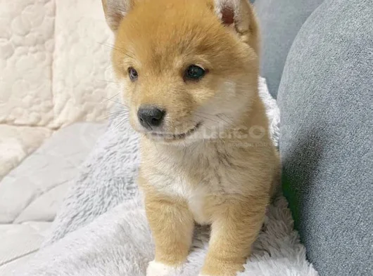 Dişi Erkek Japon Akita Yavrularımız görsel