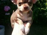 Chihuahua A Kalite Dişi Erkek Bebeklerimiz