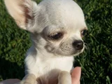 Chihuahua A Kalite Dişi Erkek Bebeklerimiz