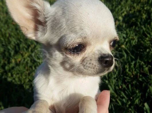 Chihuahua A Kalite Dişi Erkek Bebeklerimiz görsel