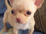 Chihuahua A Kalite Dişi Erkek Bebeklerimiz