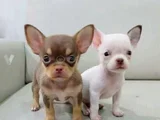 Chihuahua A Kalite Dişi Erkek Bebeklerimiz