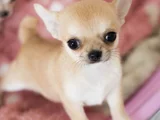 Chihuahua a kalite dişi erkek bebeklerimiz