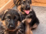 A Kalite Alman Kurdu Dişi Erkek Yavrular