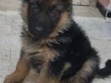 A Kalite Alman Kurdu Dişi Erkek Yavrular