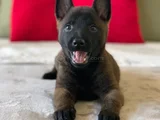 Dişi erkek malinoi belçika kurdu yavrular