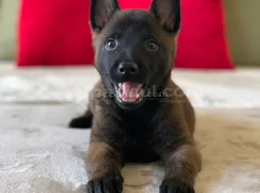 Dişi erkek malinoi belçika kurdu yavrular