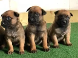 Dişi Erkek Malinoi Belçika Kurdu Yavrular