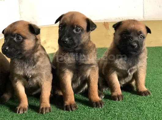 Dişi Erkek Malinoi Belçika Kurdu Yavrular görsel