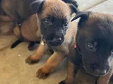 Dişi Erkek Malinoi Belçika Kurdu Yavrular