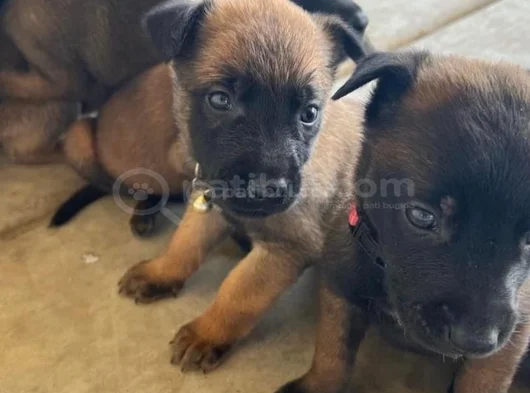 Dişi Erkek Malinoi Belçika Kurdu Yavrular görsel